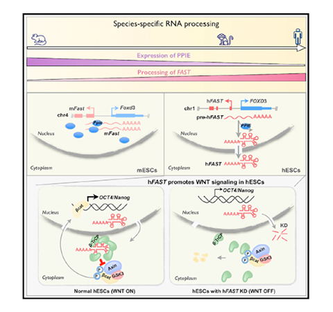 文獻速遞 | 中科院陳玲玲研究組發(fā)現(xiàn)lncRNA物種特異性加工及功能演變