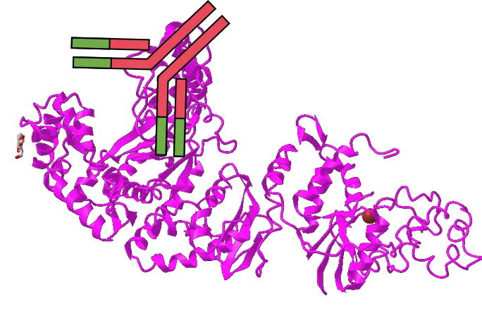想提高PCR特異性嗎？用對酶很重要！